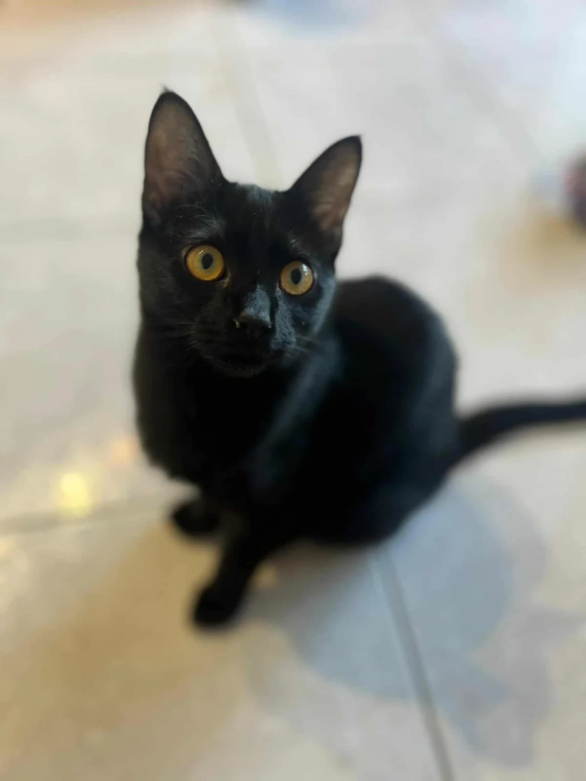 Flow, Noire female puppy European Shorthair for adoption at Association Thalya Protection
