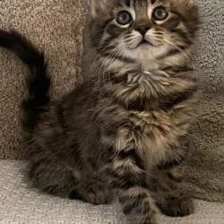 Havana, Tigrée à poils longs female European Shorthair for adoption at Association Thalya Protection