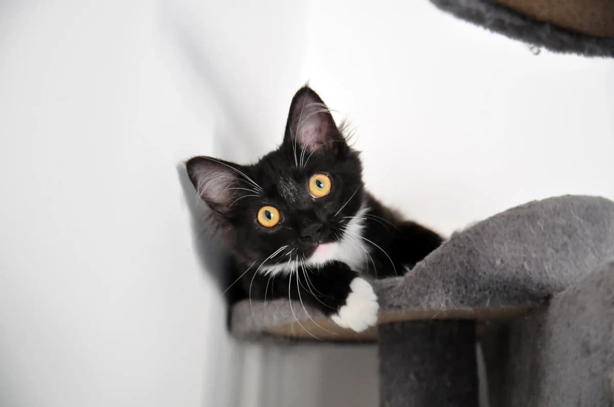 Jarry,  Mixed Breed for adoption at Association Thalya Protection