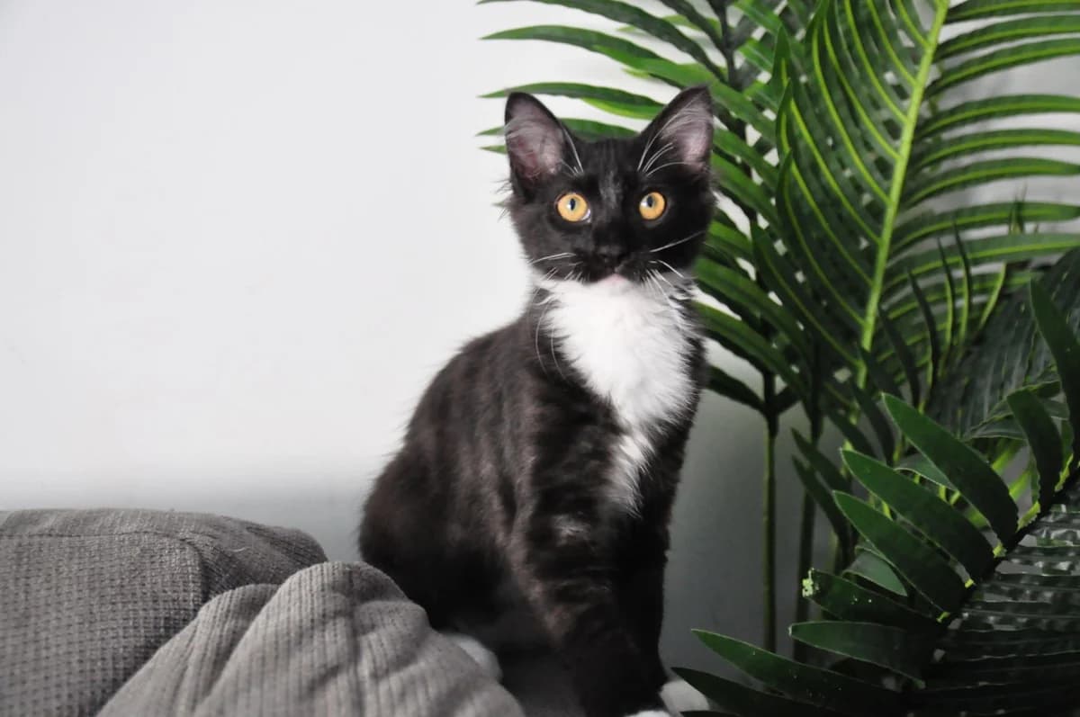 Jarry,  Mixed Breed for adoption at Association Thalya Protection — photo 2 of 7