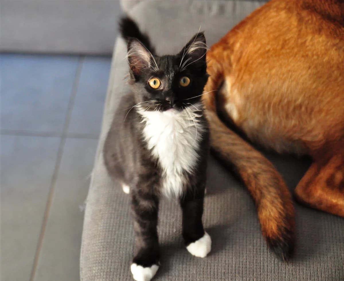 Jarry,  Mixed Breed for adoption at Association Thalya Protection — photo 3 of 7