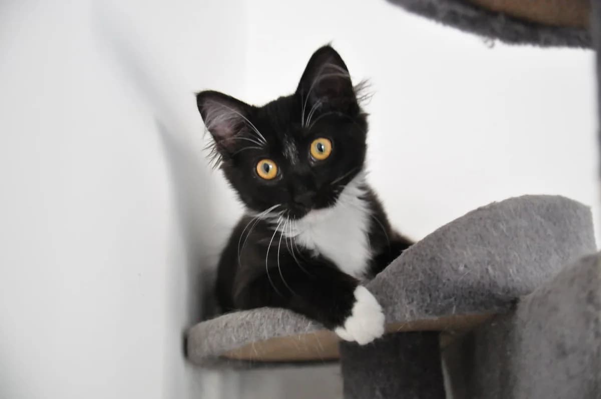 Jarry,  Mixed Breed for adoption at Association Thalya Protection — photo 4 of 7