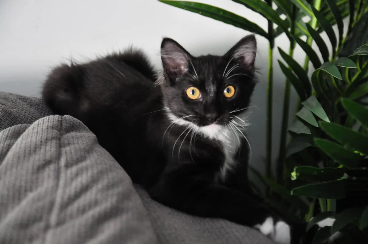 Jarry,  Mixed Breed for adoption at Association Thalya Protection — photo 5 of 7