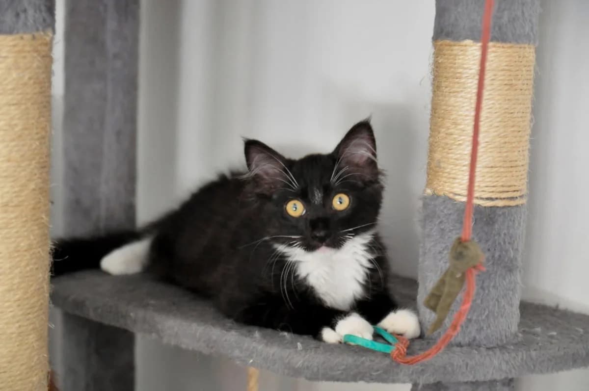 Jarry,  Mixed Breed for adoption at Association Thalya Protection — photo 6 of 7