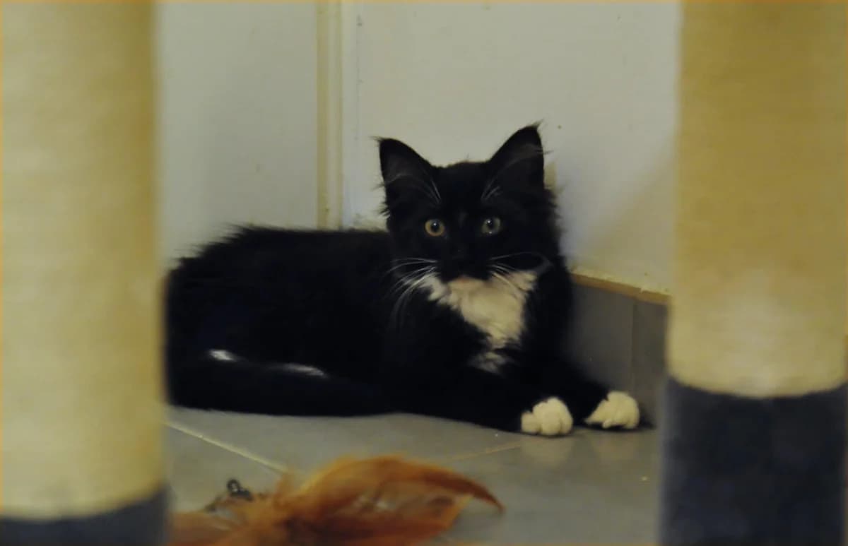 Jarry,  Mixed Breed for adoption at Association Thalya Protection — photo 7 of 7