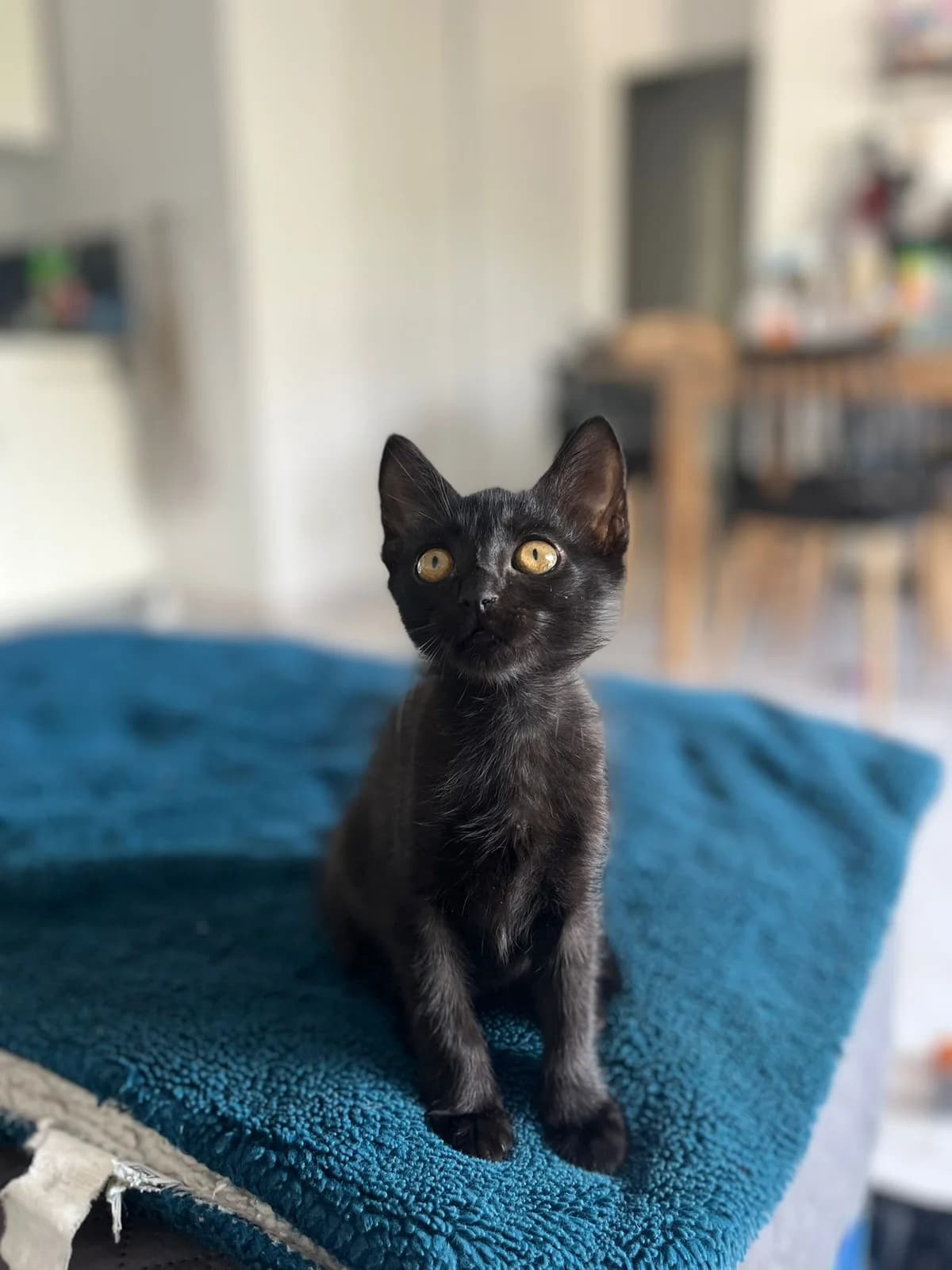 Képi, noir male puppy European Shorthair for adoption at Association Thalya Protection