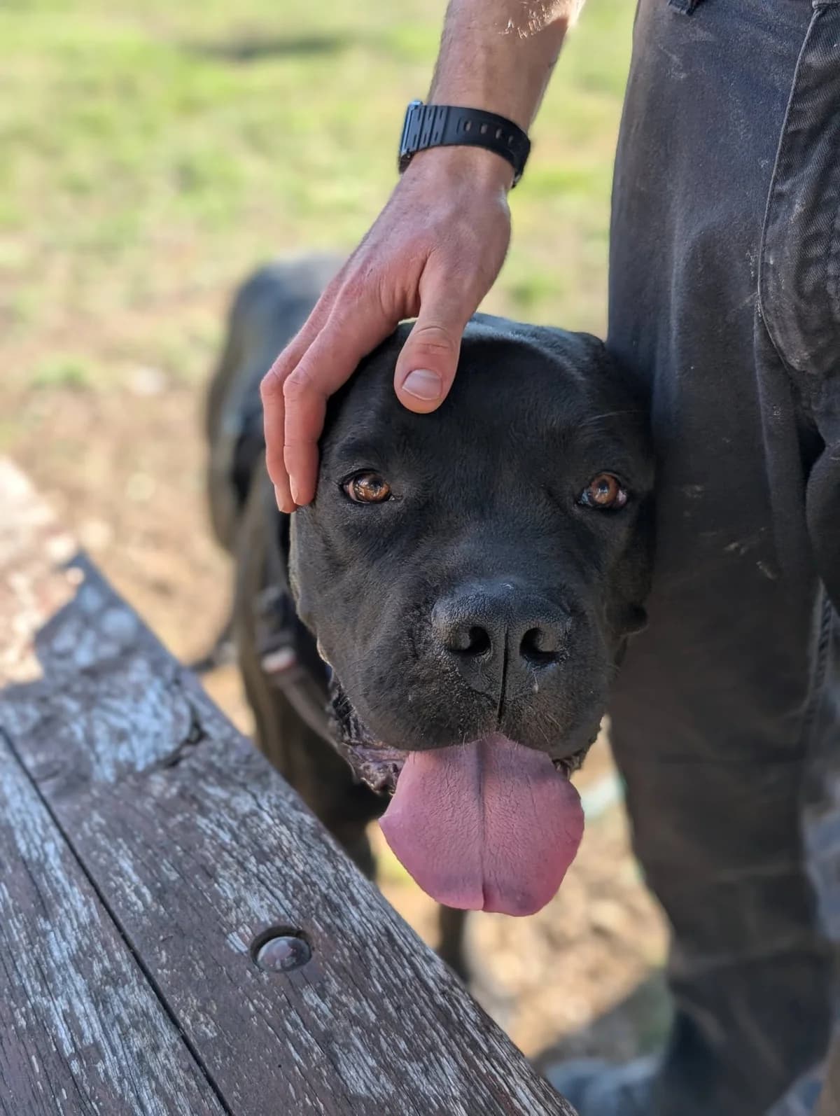 King, male Cane Corso for adoption at Association Thalya Protection