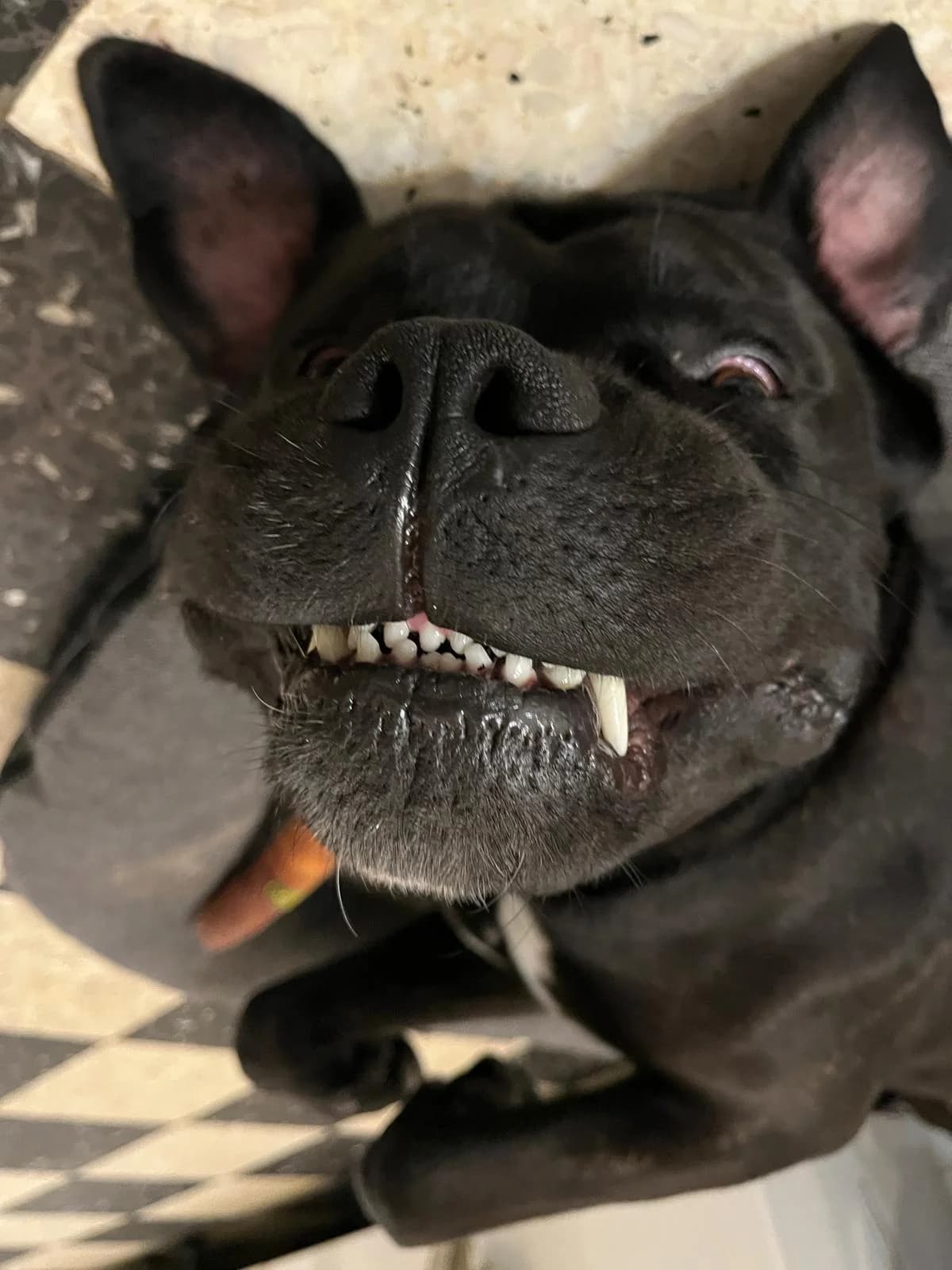 King, male Cane Corso for adoption at Association Thalya Protection — photo 2 of 4