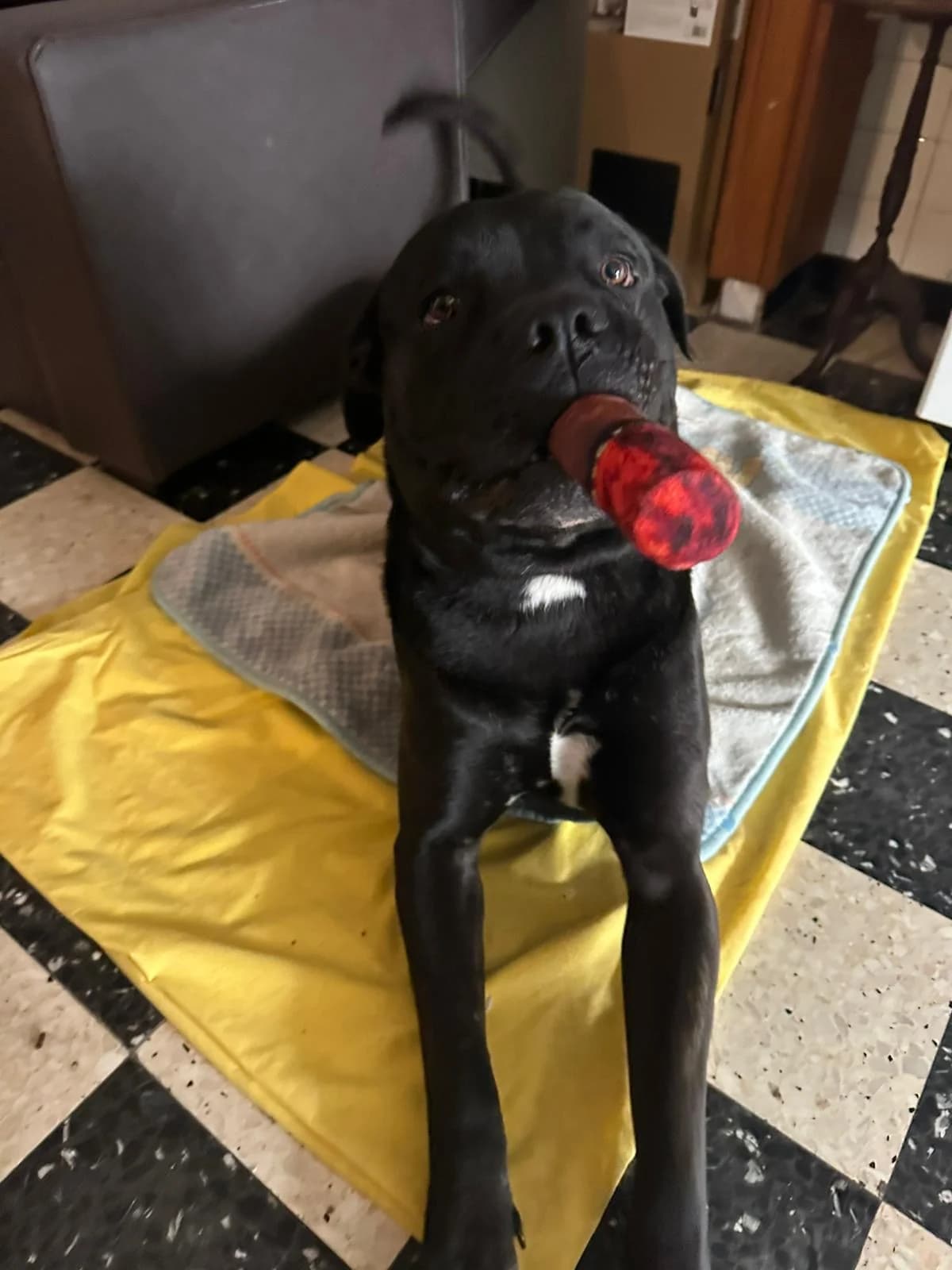 King, male Cane Corso for adoption at Association Thalya Protection — photo 3 of 4