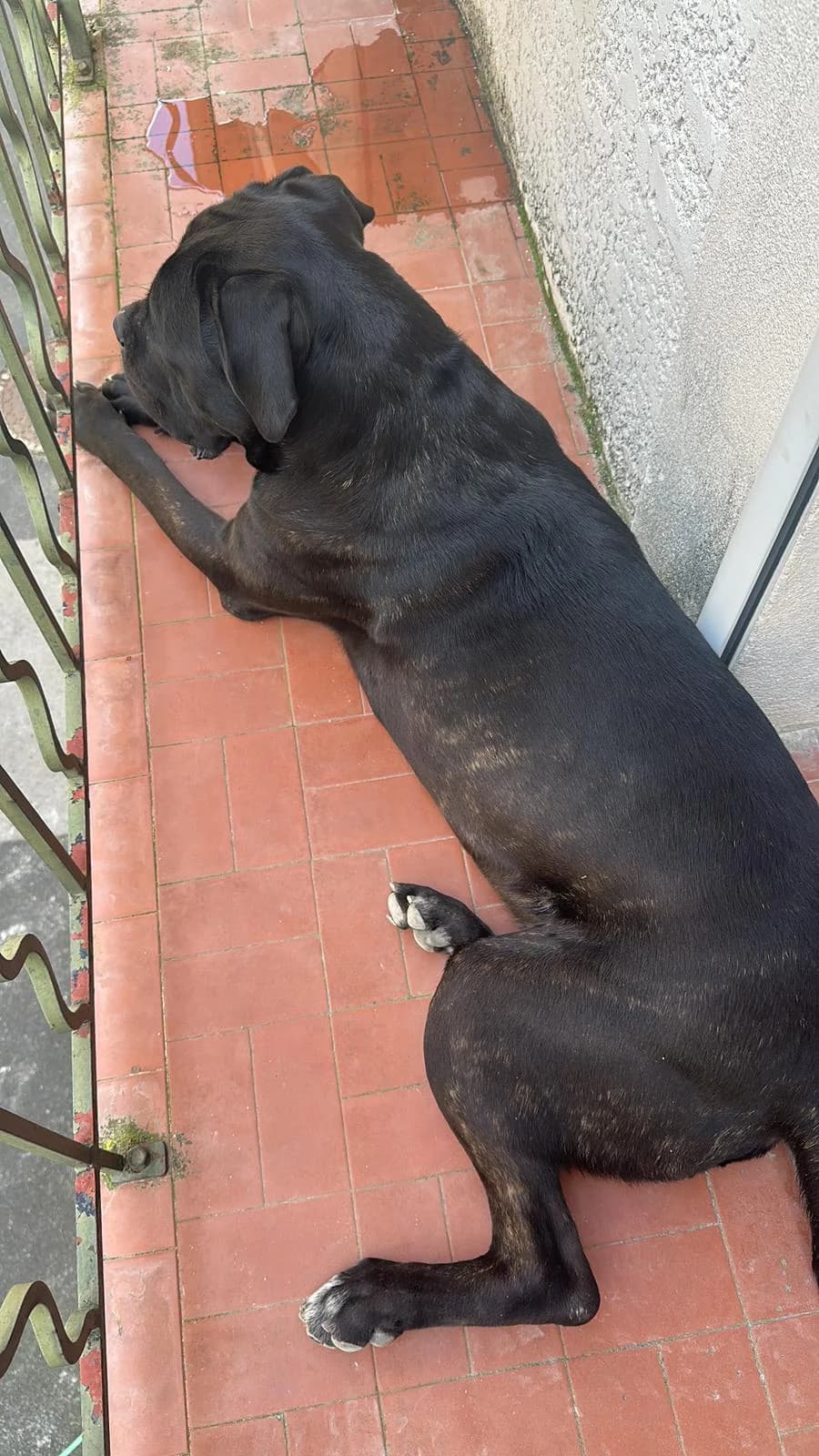 King, male Cane Corso for adoption at Association Thalya Protection — photo 4 of 4