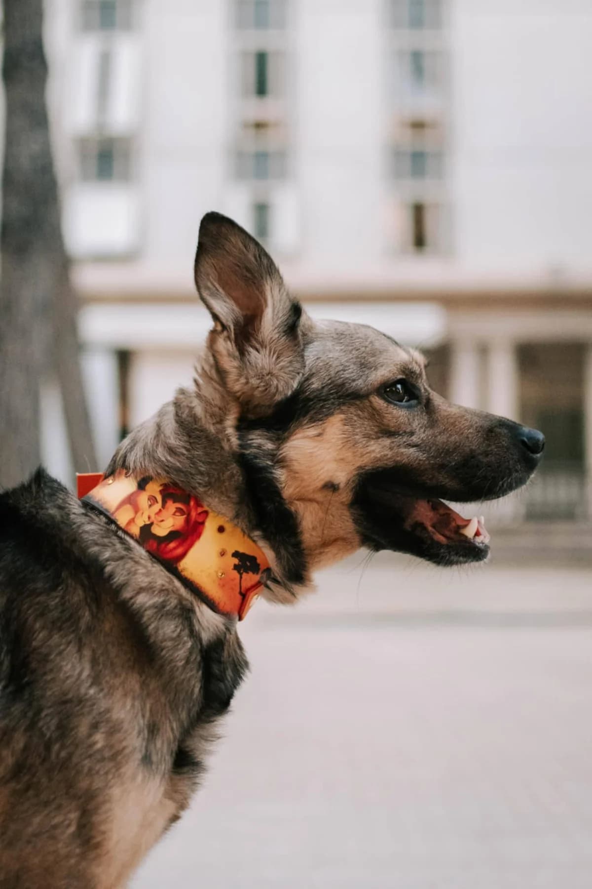 Kinou,  young Mixed Breed for adoption at Association Thalya Protection