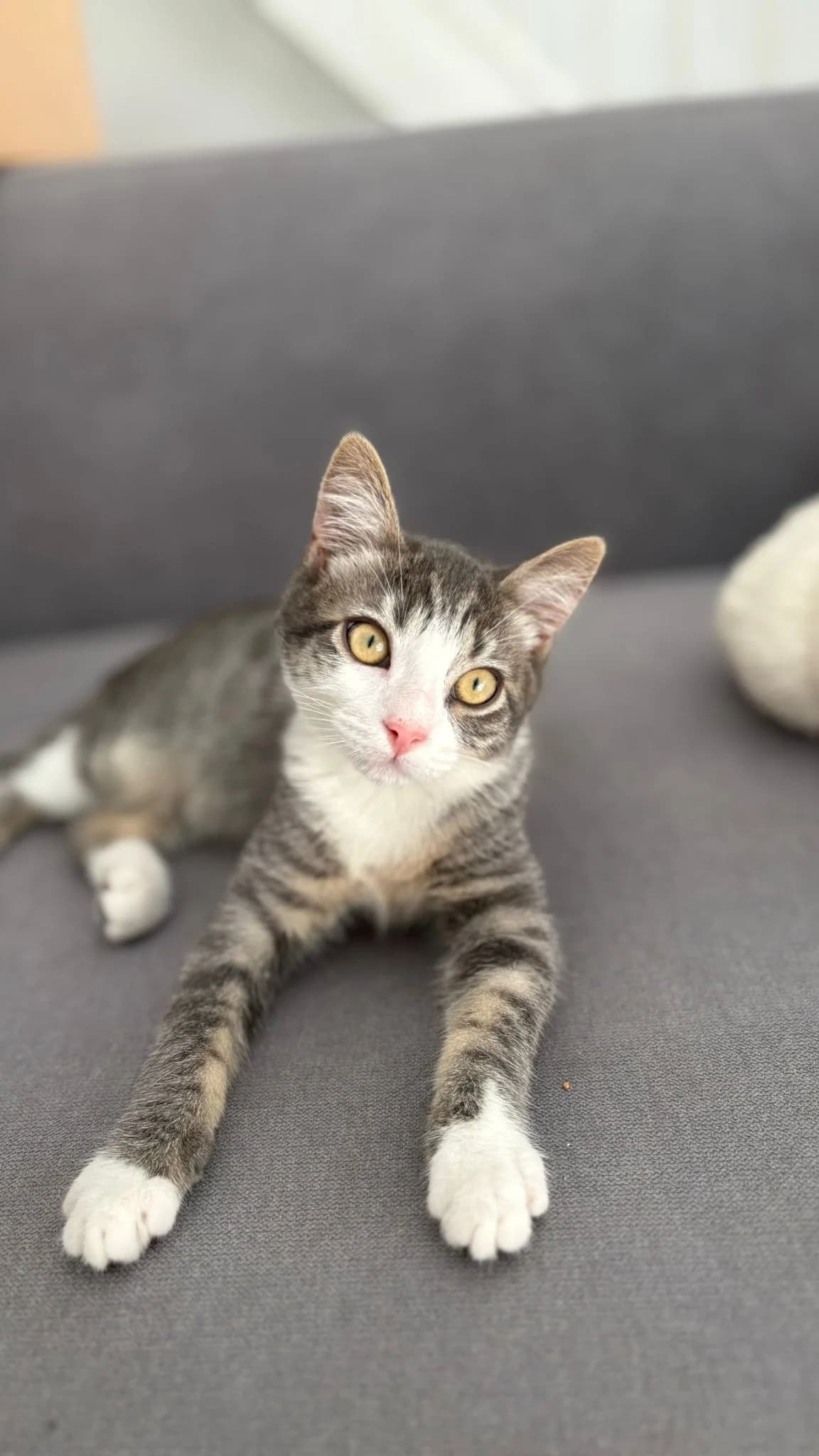 Léo, tigré gris et blanc male puppy European Shorthair for adoption at Association Thalya Protection