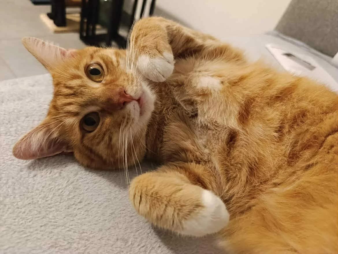 Lover, Tigré roux et blanc male young European Shorthair for adoption at Association Thalya Protection
