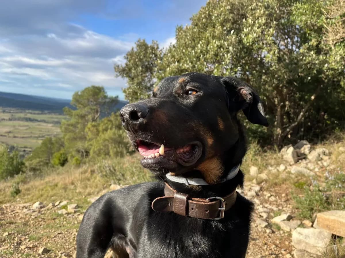 Lucky, male young mixed breed for adoption at Association Thalya Protection