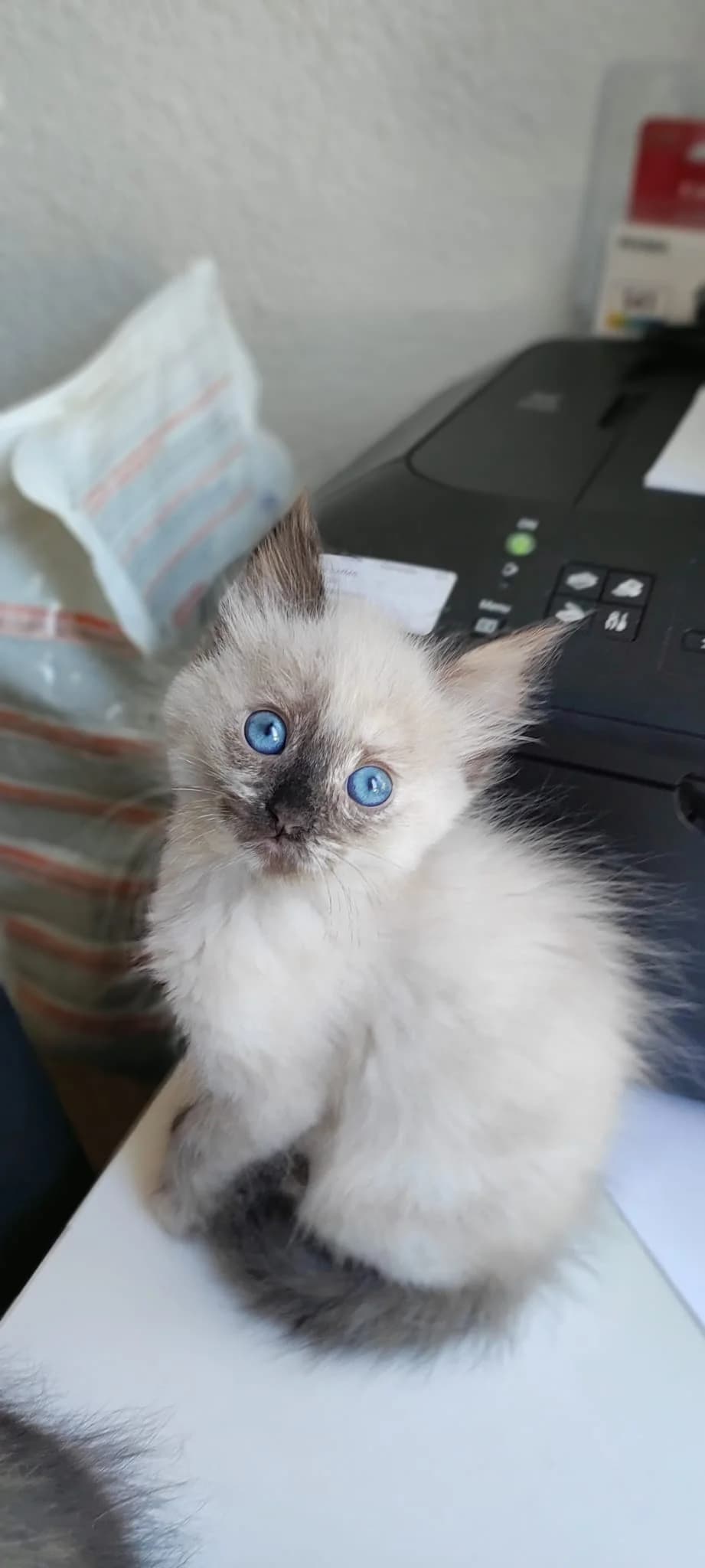 Lumie,  Mixed Breed for adoption at Association Thalya Protection