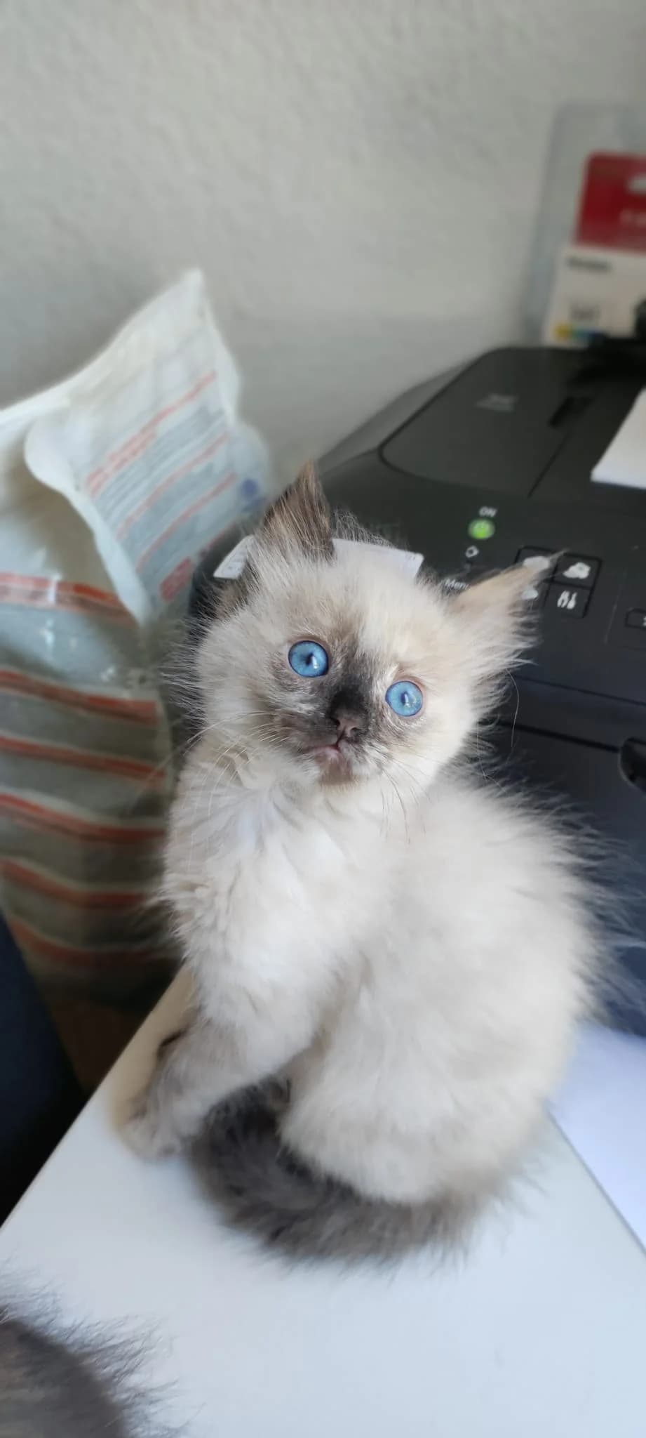 Lumie,  Mixed Breed for adoption at Association Thalya Protection — photo 2 of 5