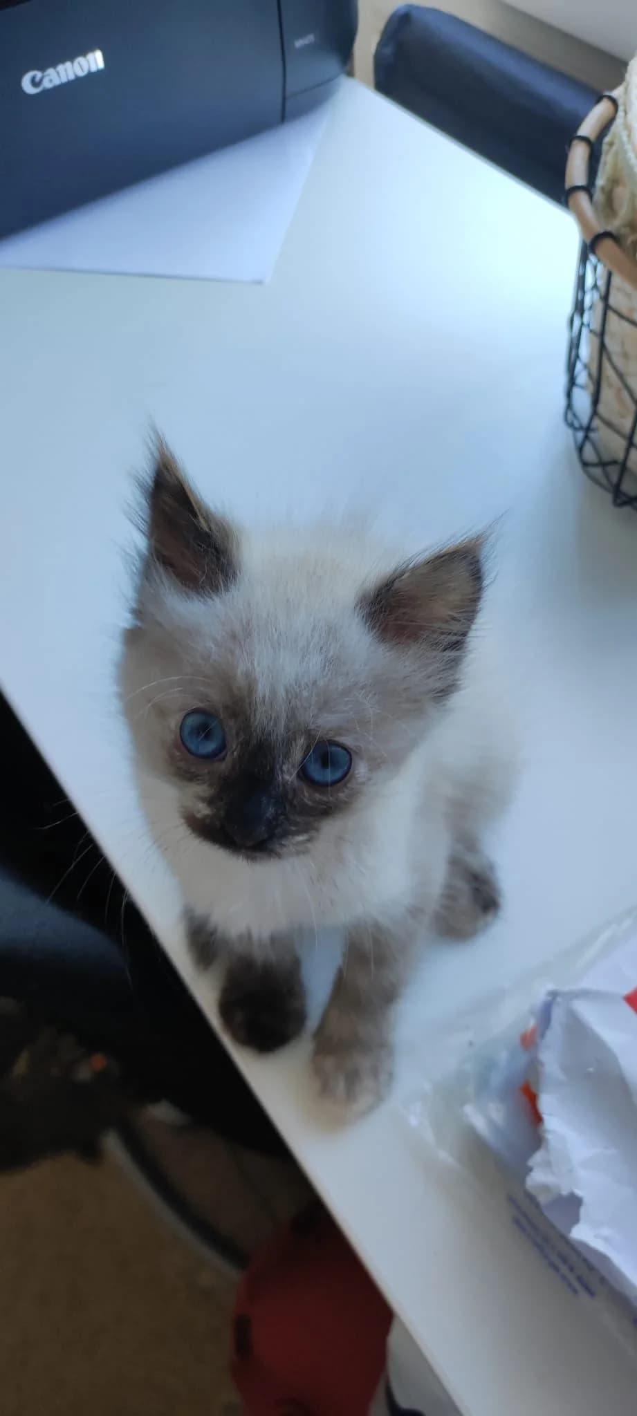 Lumie,  Mixed Breed for adoption at Association Thalya Protection — photo 3 of 5