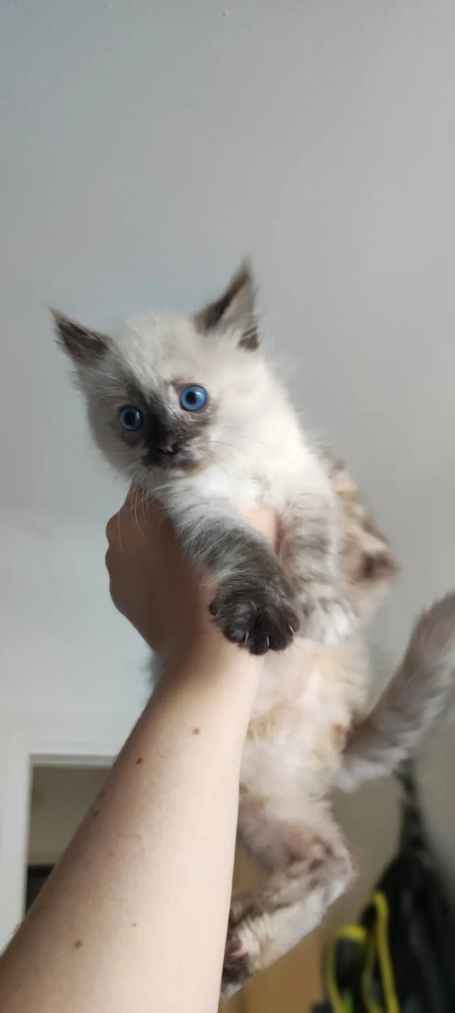 Lumie,  Mixed Breed for adoption at Association Thalya Protection — photo 4 of 5