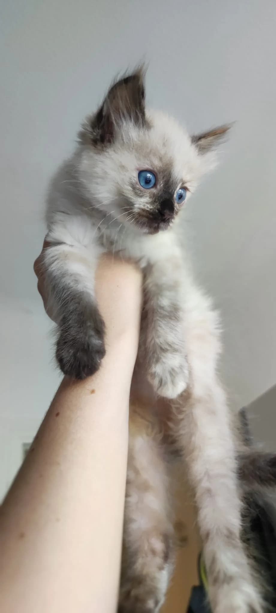 Lumie,  Mixed Breed for adoption at Association Thalya Protection — photo 5 of 5