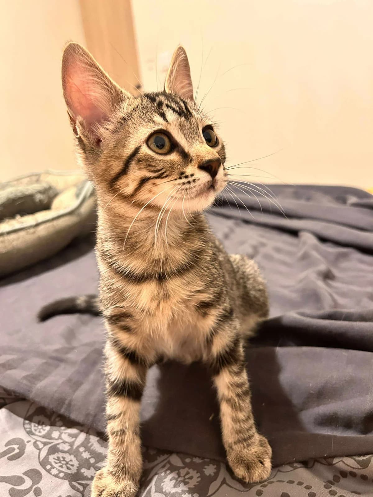 Mélior, tigré male puppy European Shorthair for adoption at Association Thalya Protection