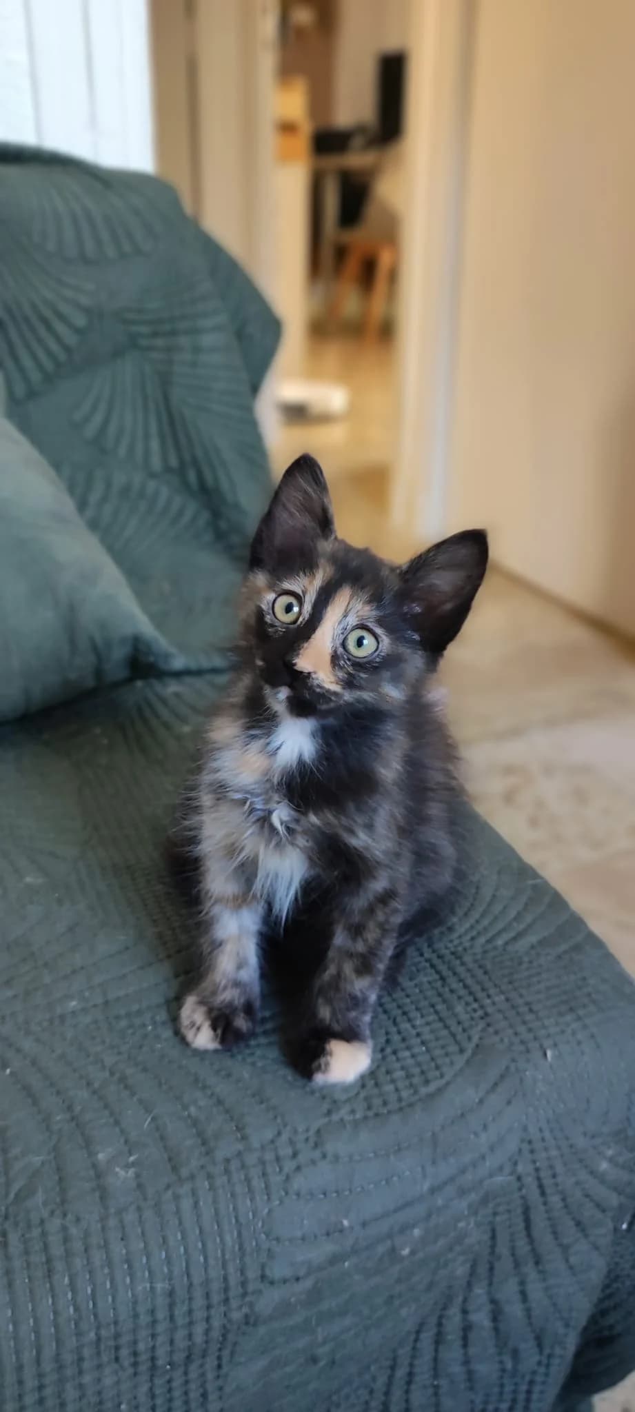 Mira,  puppy Mixed Breed for adoption at Association Thalya Protection