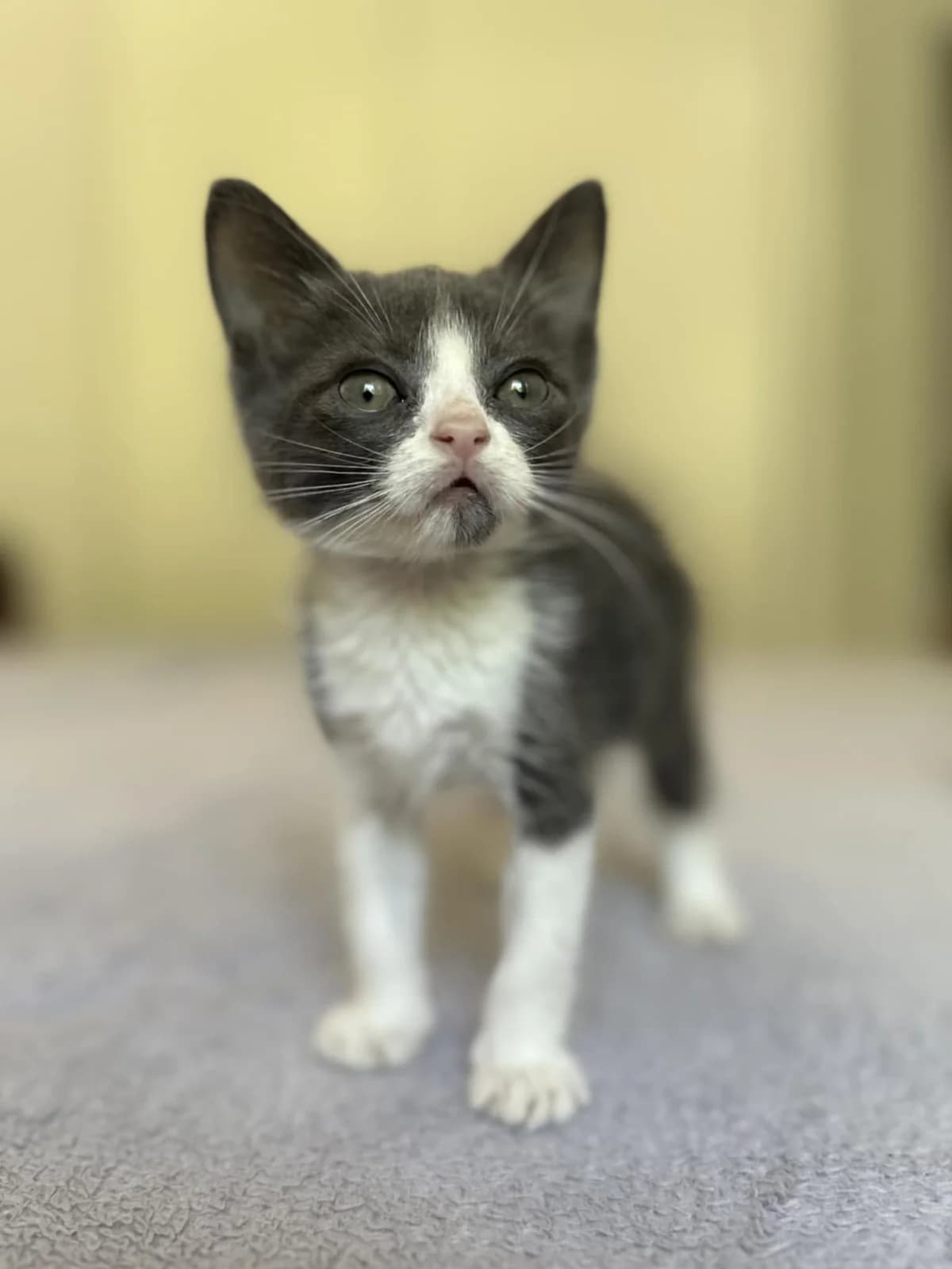 Missao, grise et blanche female puppy European Shorthair for adoption at Association Thalya Protection