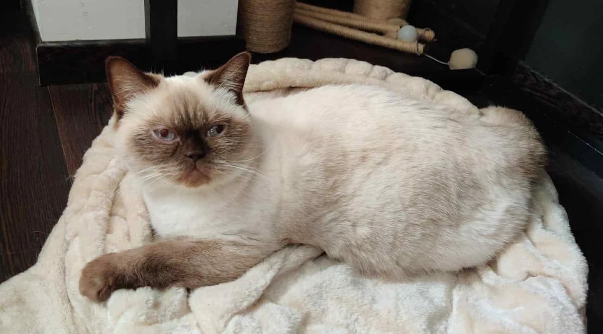 Opium, Chocolat point female 7yo British Shorthair for adoption at Association Thalya Protection
