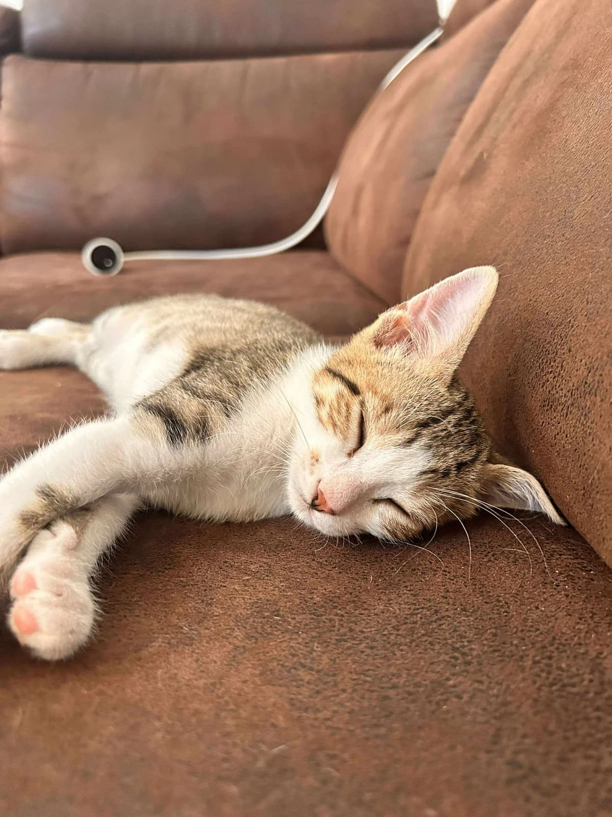 Othar, tigré et blanc male puppy European Shorthair for adoption at Association Thalya Protection