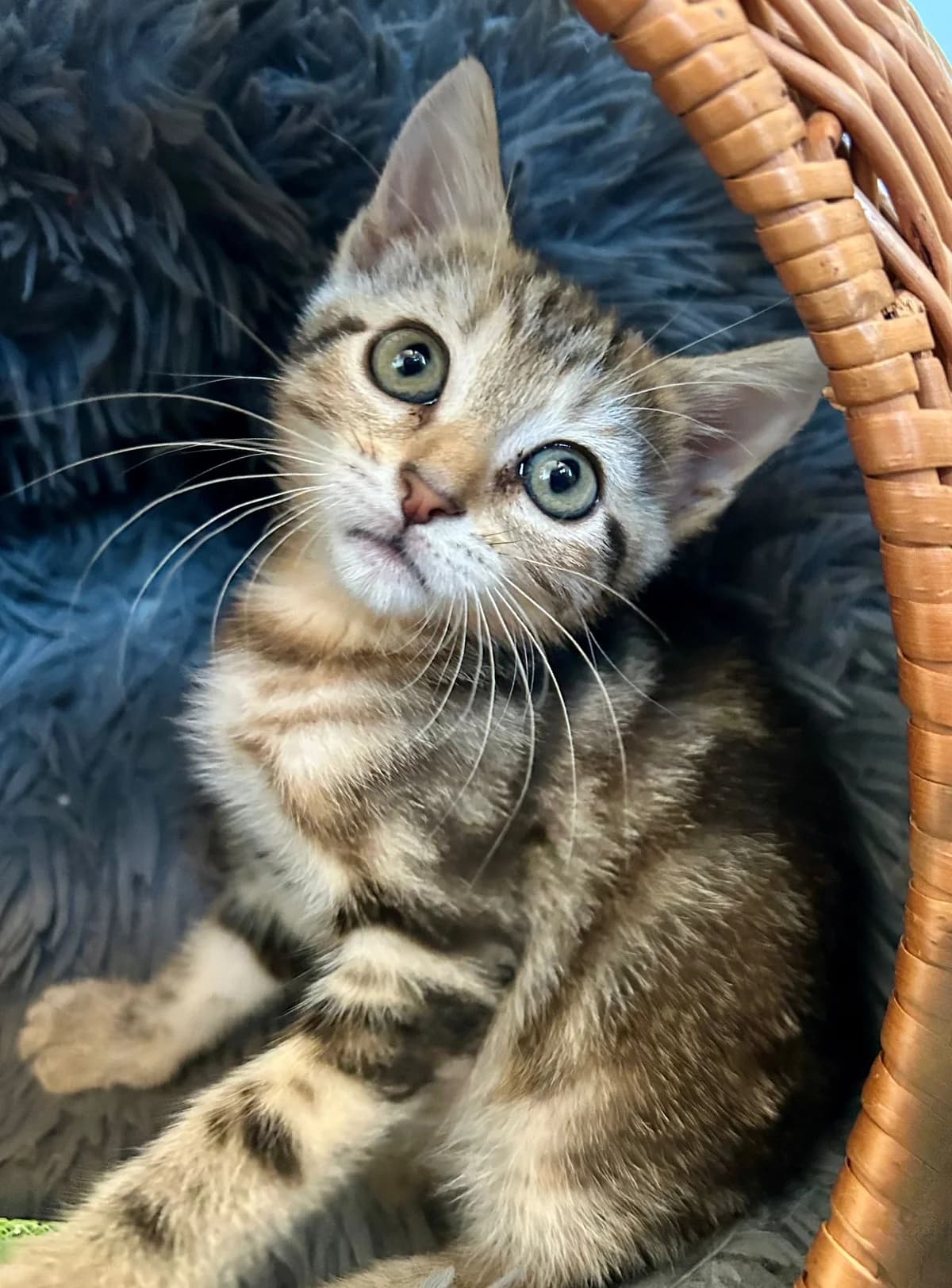 Peachy, tigré Voici Peachy, une chatonne de 2 mois qui fait fondre tous ceux qui croisent son chemin 💕. Ave female Mixed Breed for adoption at Association Thalya Protection