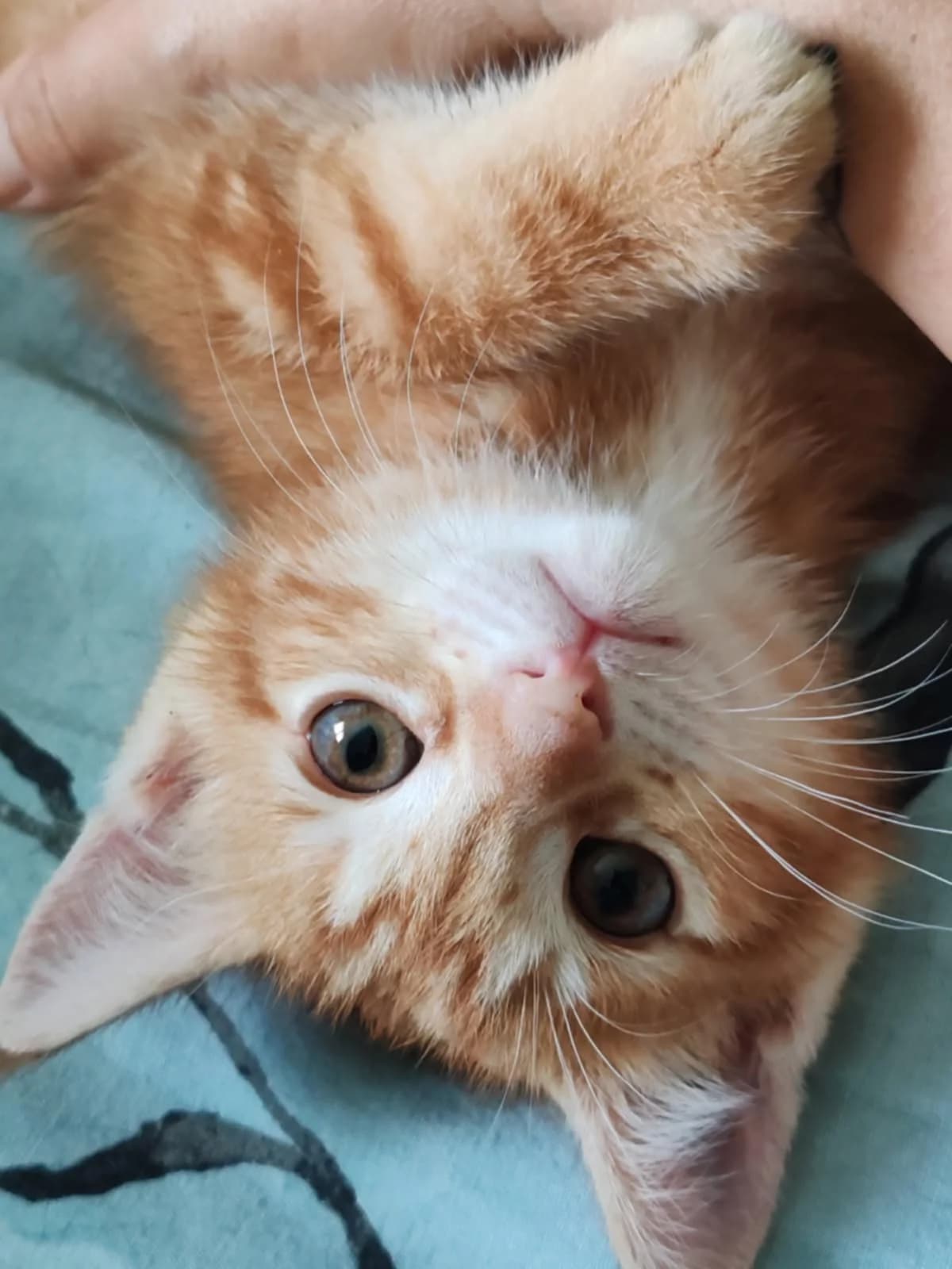 Phoebus, roux male puppy European Shorthair for adoption at Association Thalya Protection
