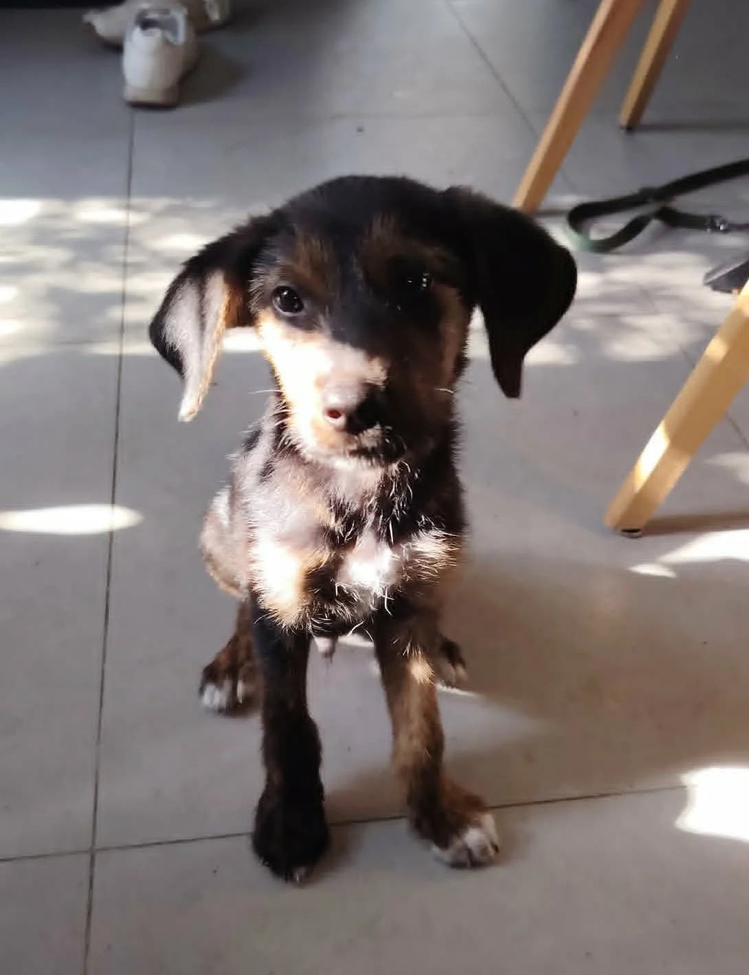 Pitt, Bringé et fauve male puppy Mixed Breed for adoption at Association Thalya Protection