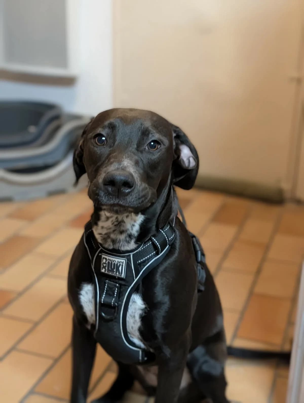 POE, female young Labrador Retriever for adoption at Association Thalya Protection