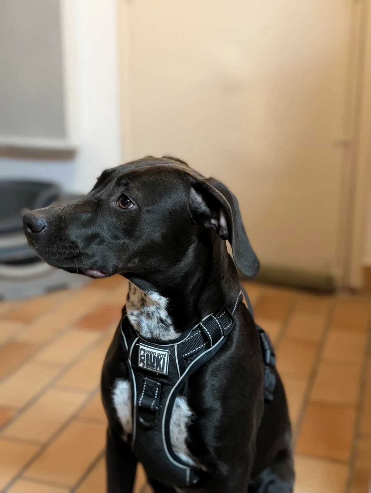 POE, female Labrador Retriever for adoption at Association Thalya Protection — photo 2 of 5