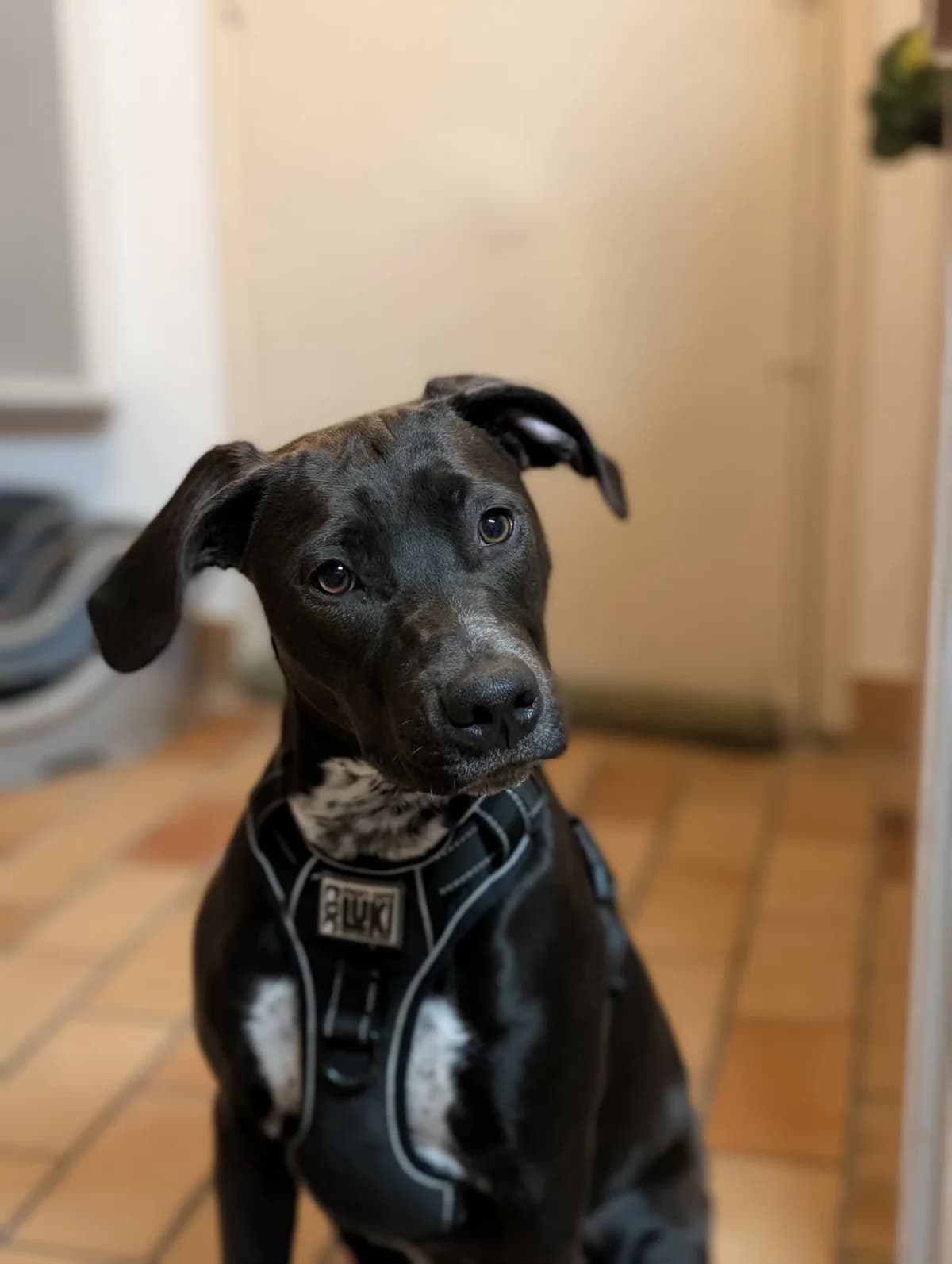 POE, female Labrador Retriever for adoption at Association Thalya Protection — photo 3 of 5