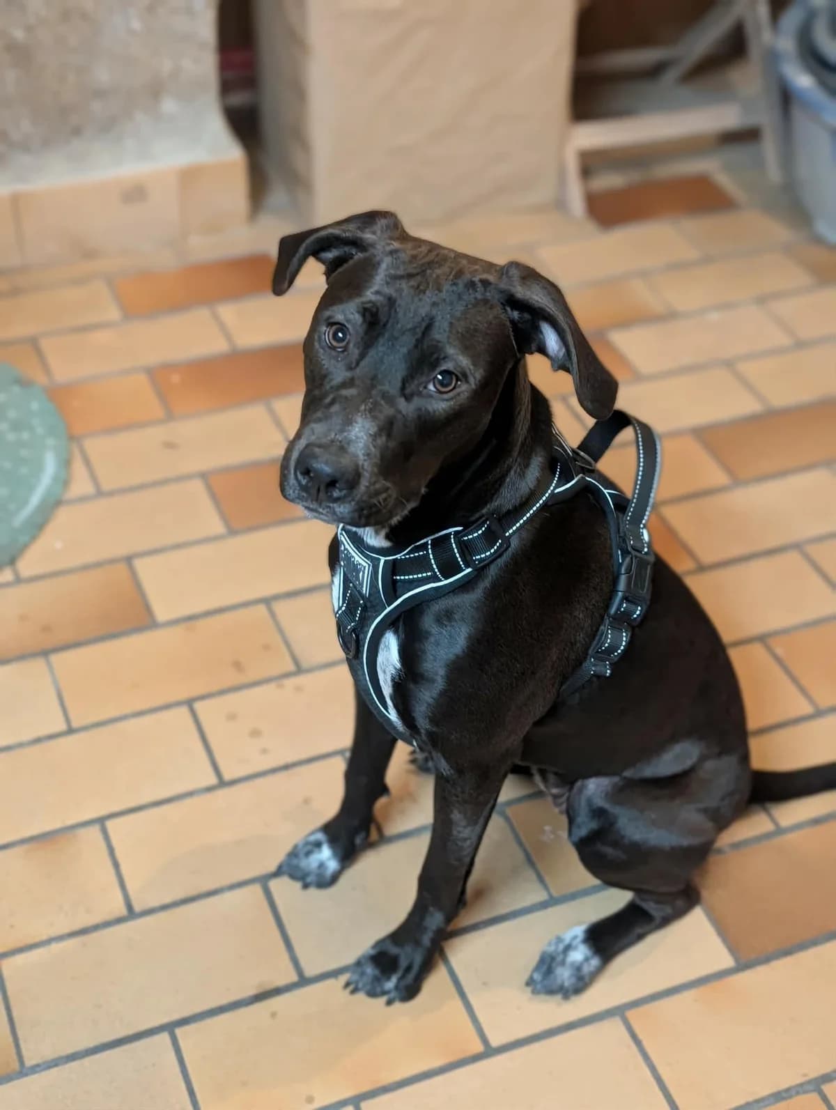 POE, female Labrador Retriever for adoption at Association Thalya Protection — photo 4 of 5