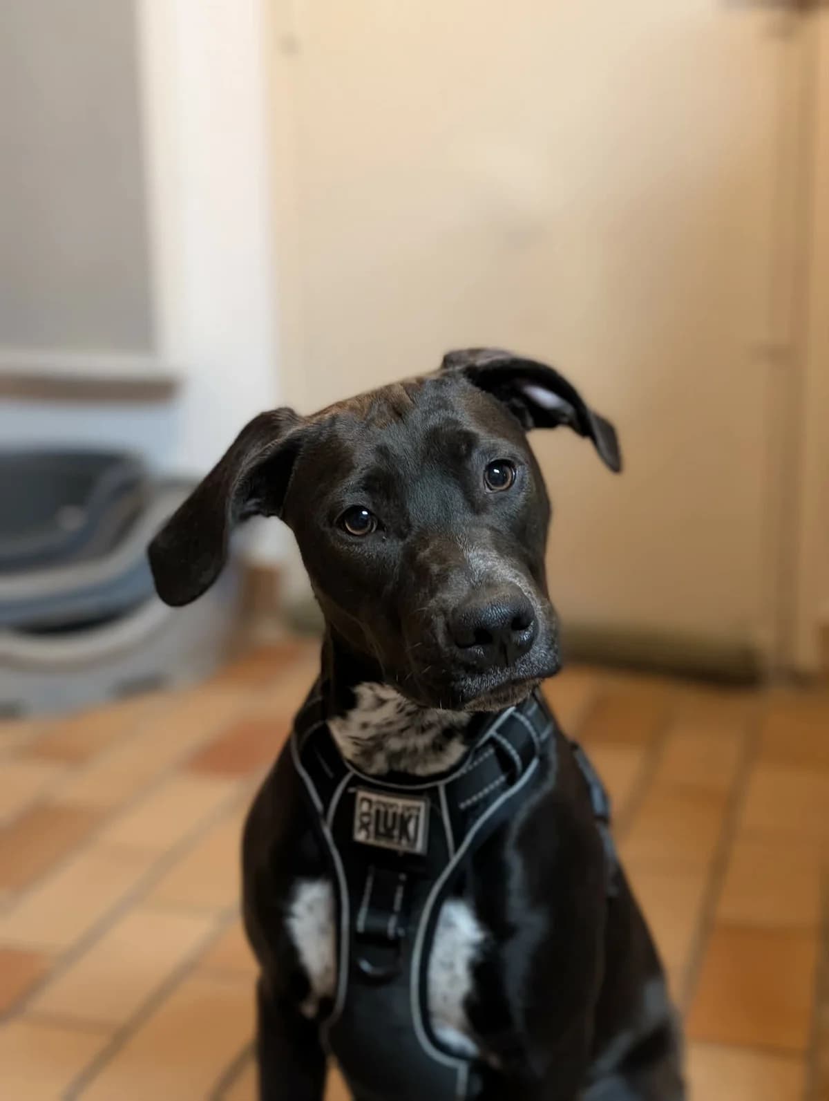 POE, female Labrador Retriever for adoption at Association Thalya Protection — photo 5 of 5