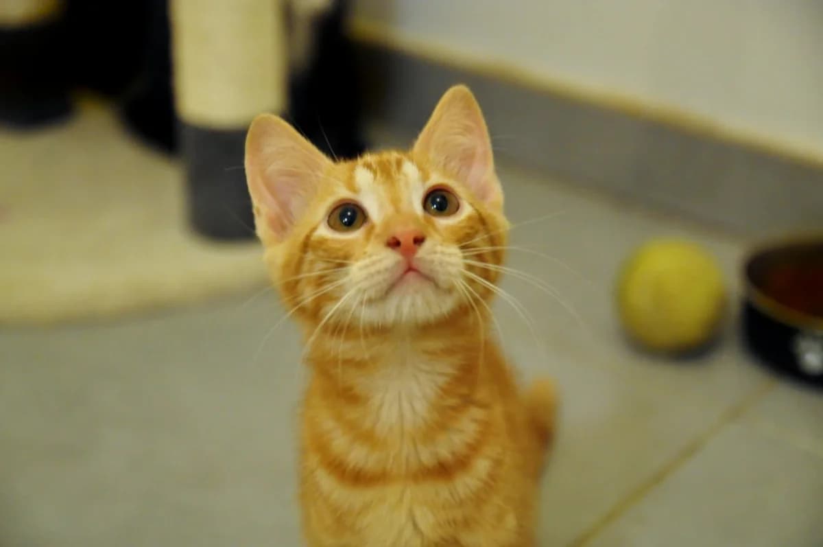 Routard,  puppy Mixed Breed for adoption at Association Thalya Protection