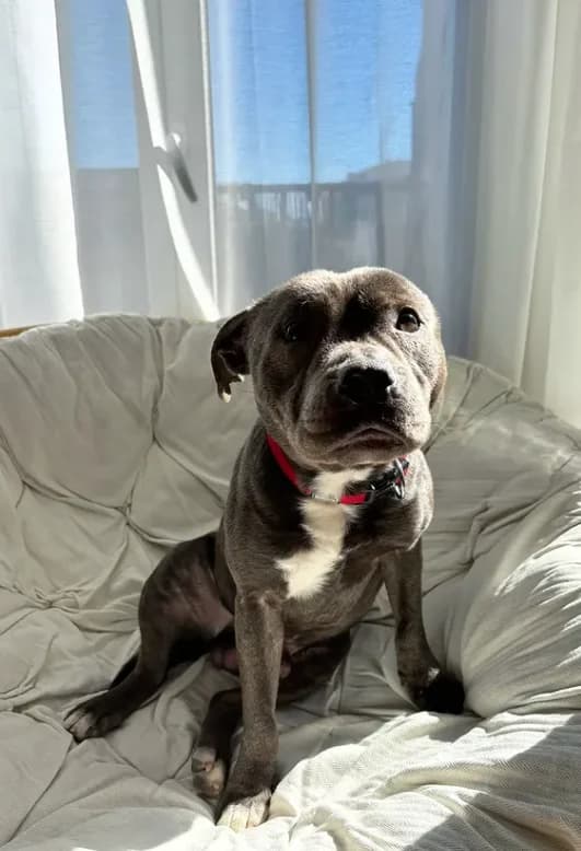 Sasha, male puppy Staffordshire Bull Terrier for adoption at Association Thalya Protection