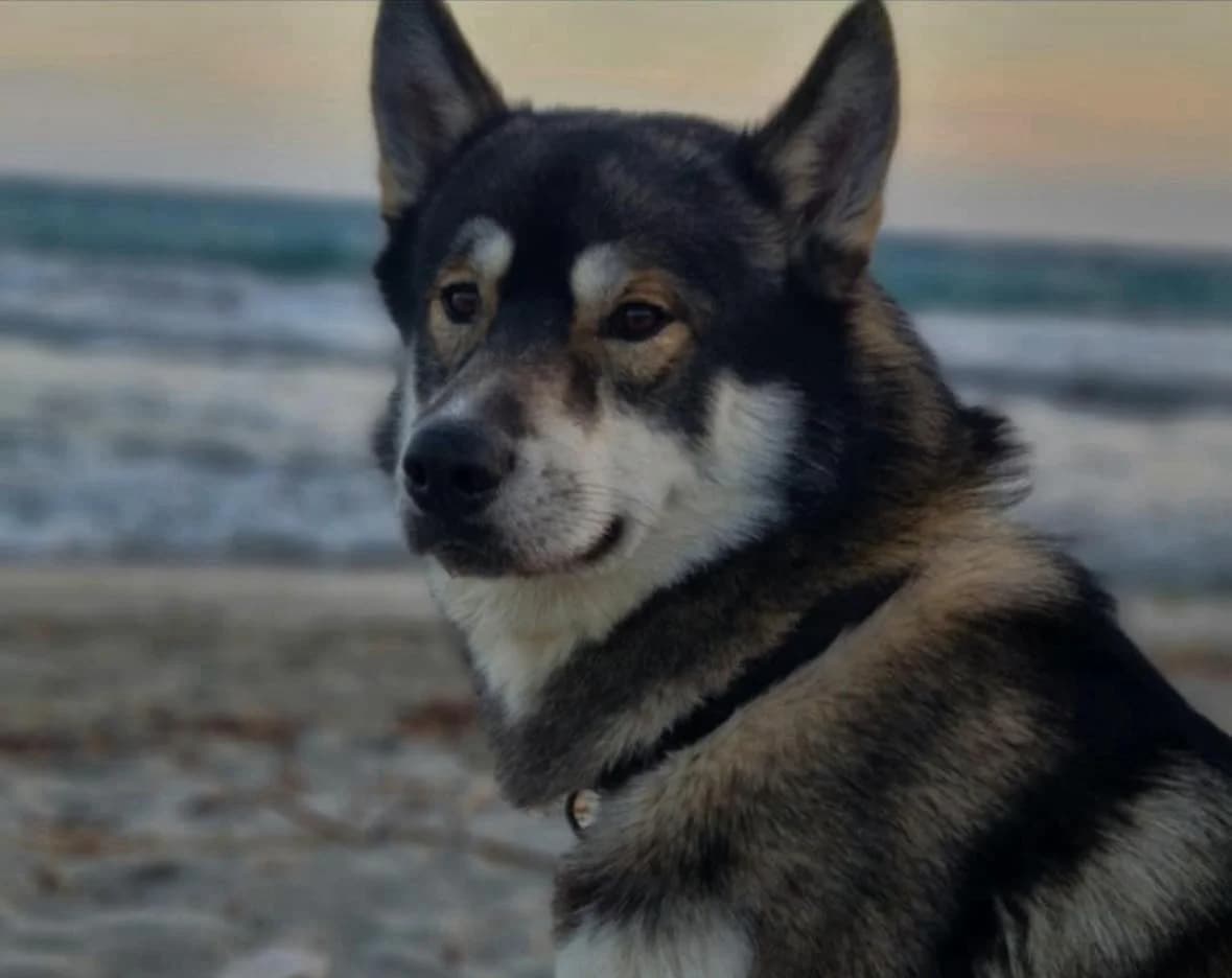 Skoll, male young Mixed Breed for adoption at Association Thalya Protection