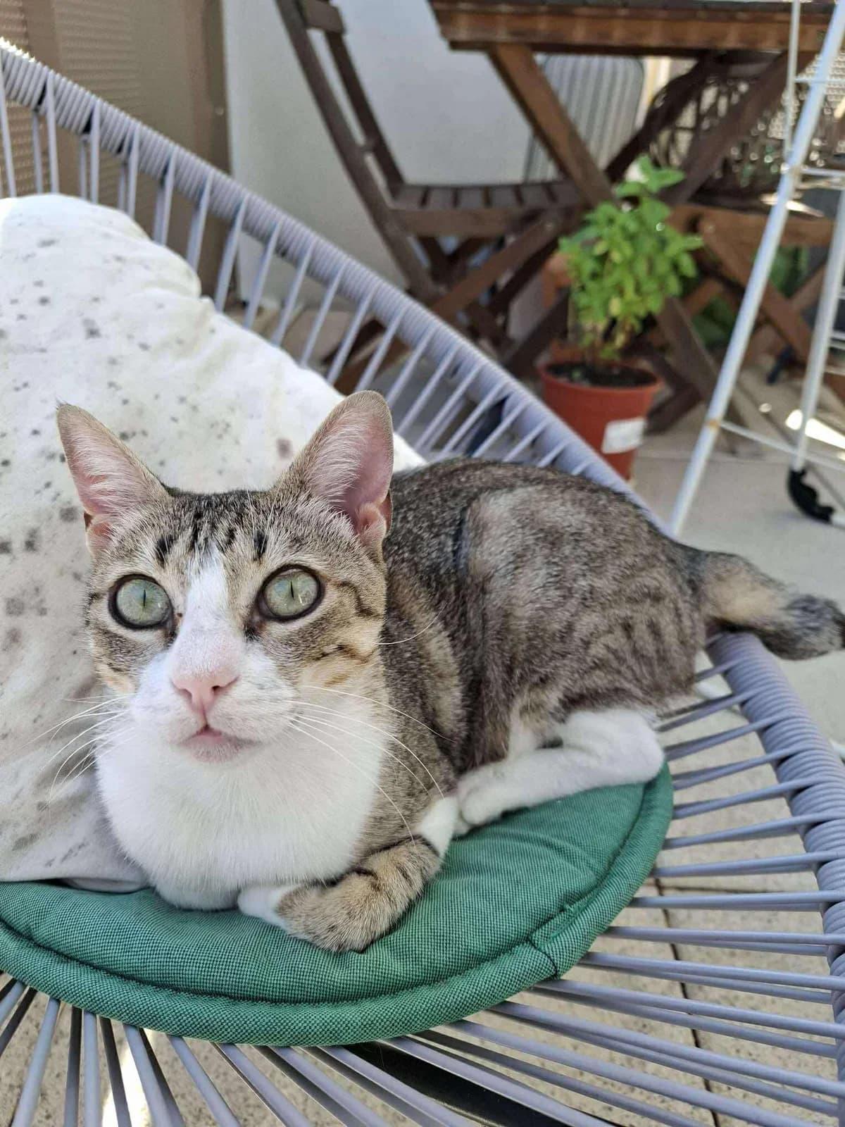 Star, tigré et blanche female 7yo European Shorthair for adoption at Association Thalya Protection