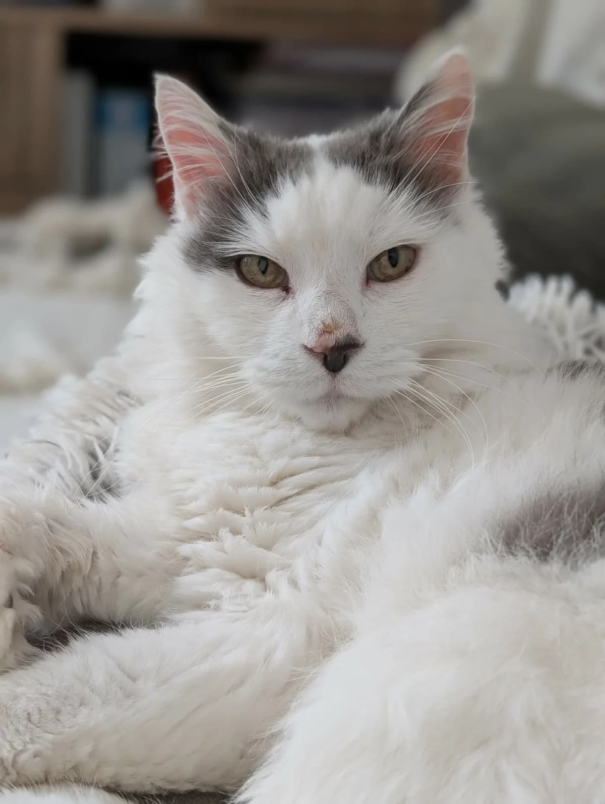 Titou,  senior Mixed Breed for adoption at Association Thalya Protection