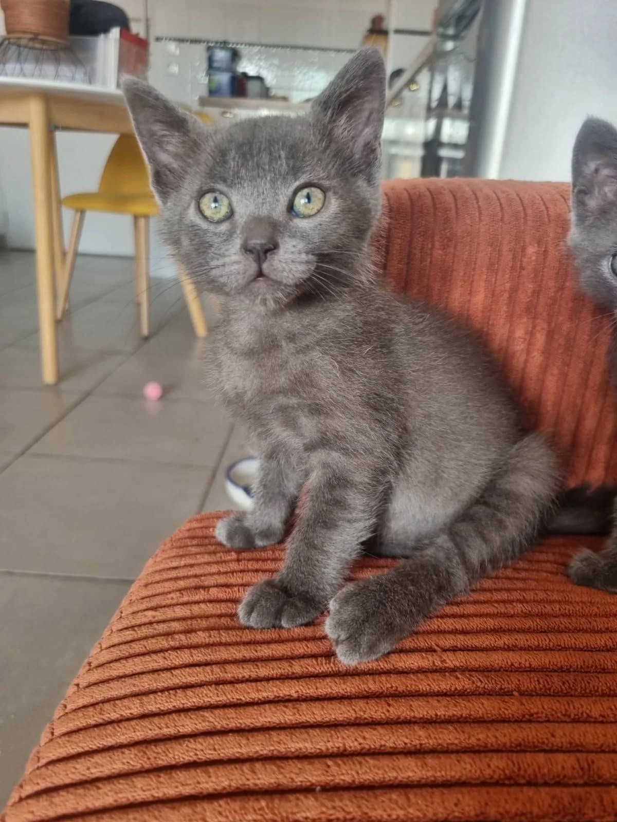 Walt, gris male puppy European Shorthair for adoption at Association Thalya Protection