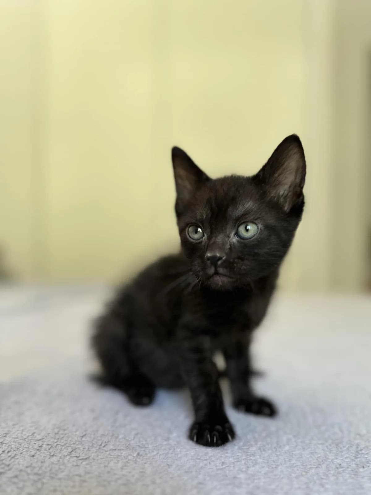 Yagi, noir male puppy European Shorthair for adoption at Association Thalya Protection