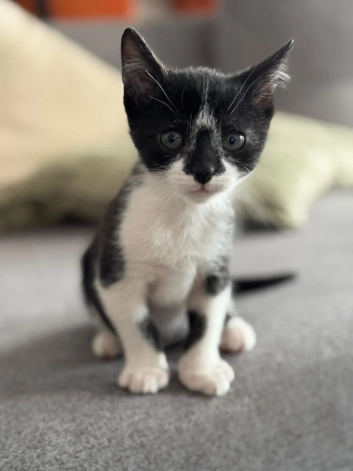 Yoko, Noir et blanc male puppy European Shorthair for adoption at Association Thalya Protection