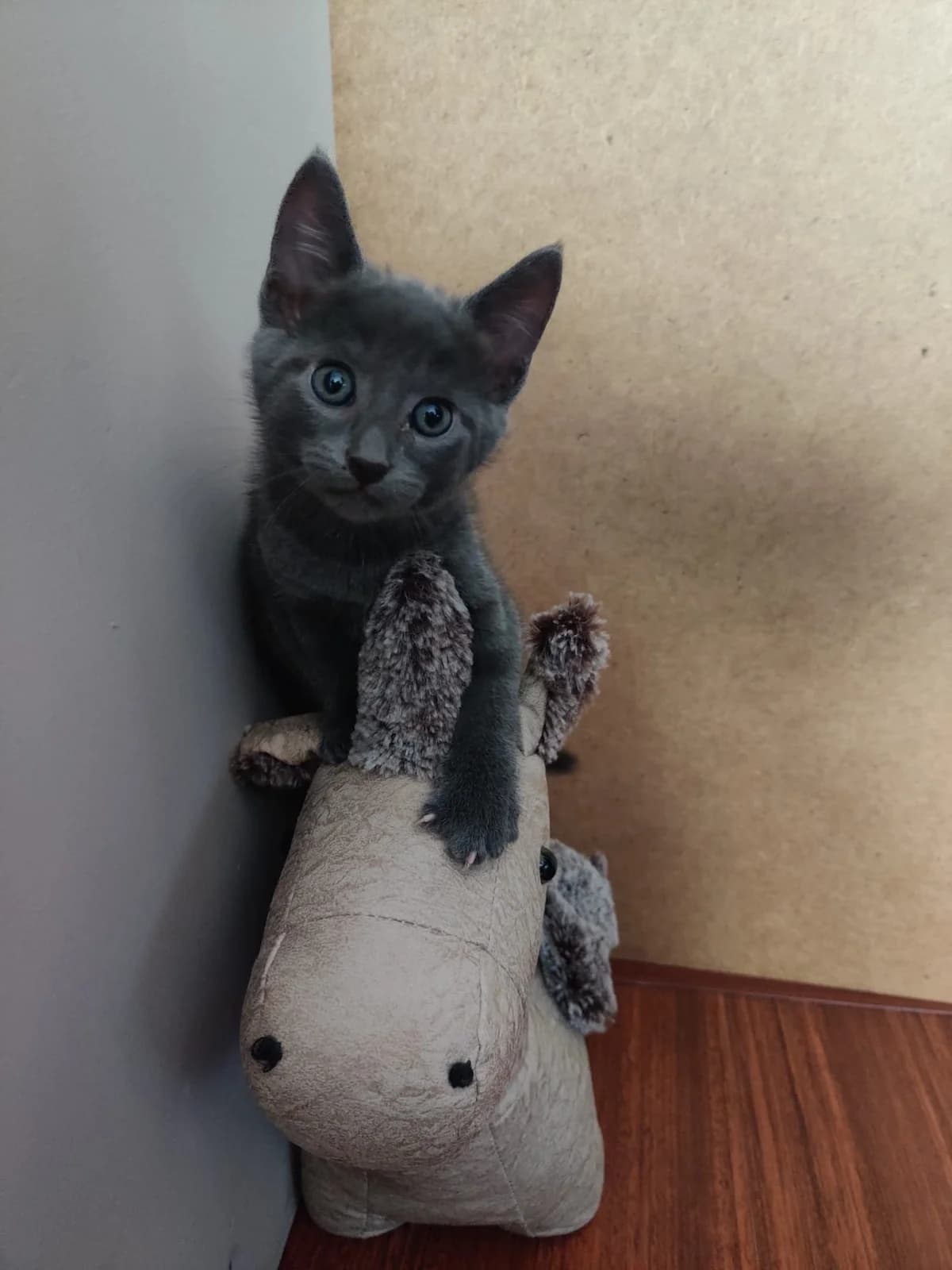 Zuko, gris male puppy European Shorthair for adoption at Association Thalya Protection