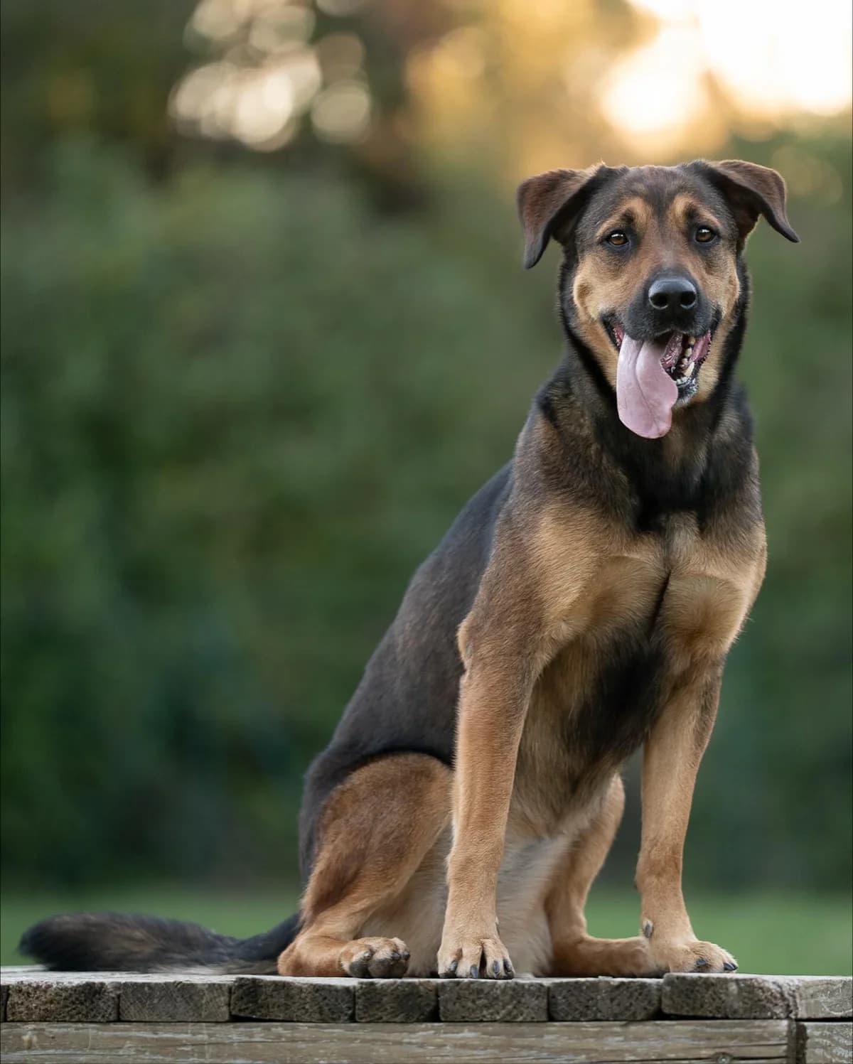 Jinx, female 3yo mixed breed for adoption at THE BIG FIVE & Co