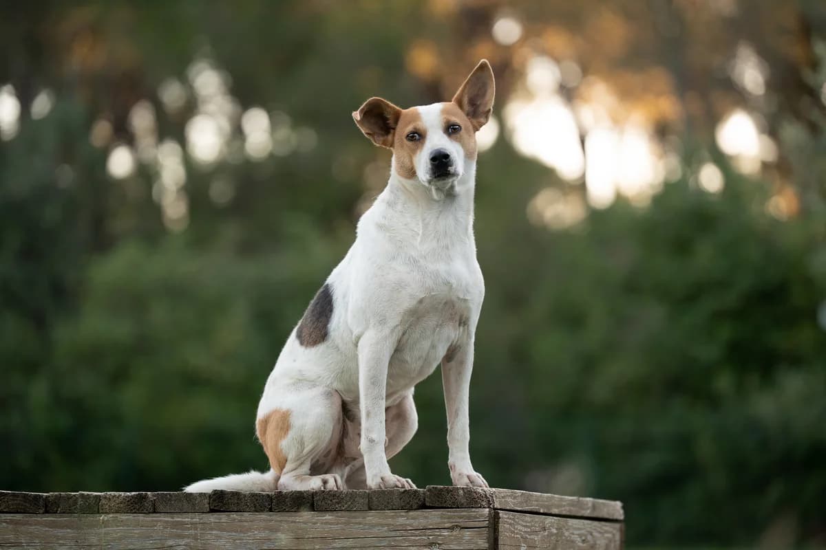 Sydney, male mixed breed for adoption at THE BIG FIVE & Co