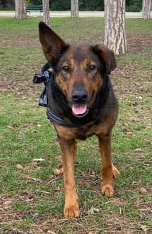 Naya, female 6yo Belgian Malinois for adoption at La Tribu De Sanka