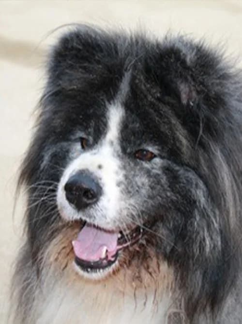 BALOO, Mixed Breed (Un Gîte Une Gamelle)