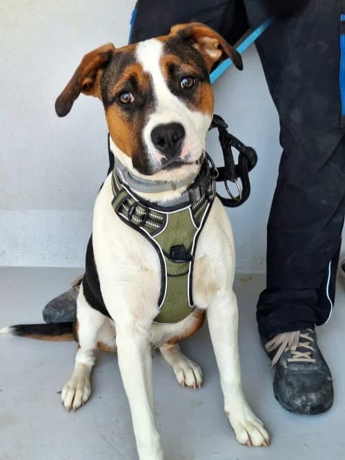 ALLO, Mixed Breed (Un Gîte Une Gamelle)